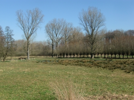 Amern : In der Nähe der Straße Geneschen sind die Kopfweiden am Kranenbach zu sehen